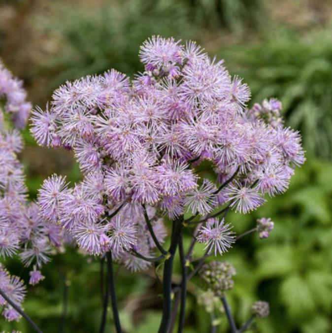 Cotton Candy Meadow Rue 1G