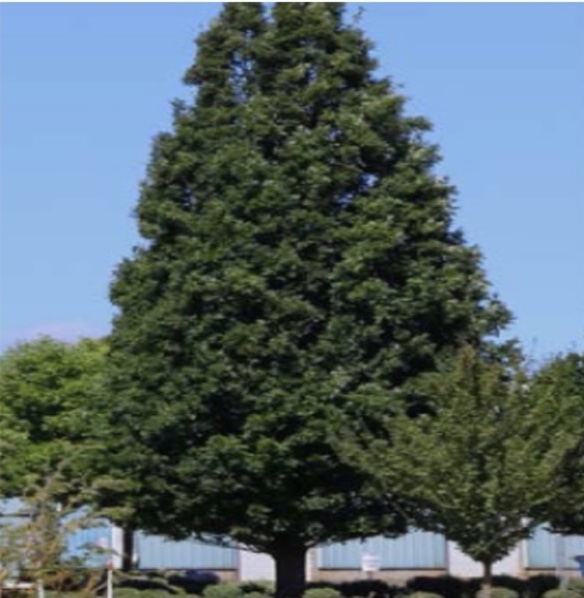 Crimson Spire Oak 2.5"