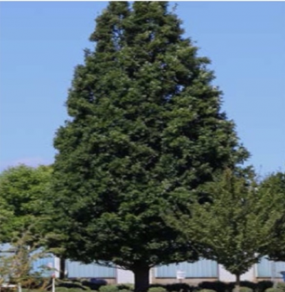 Crimson Spire Oak 2.5"