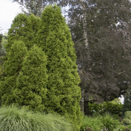 DeGroot's Spire Arborvitae 9'