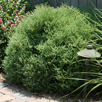 Mr. Bowling Ball Arborvitae | Suburban Lawn & Garden