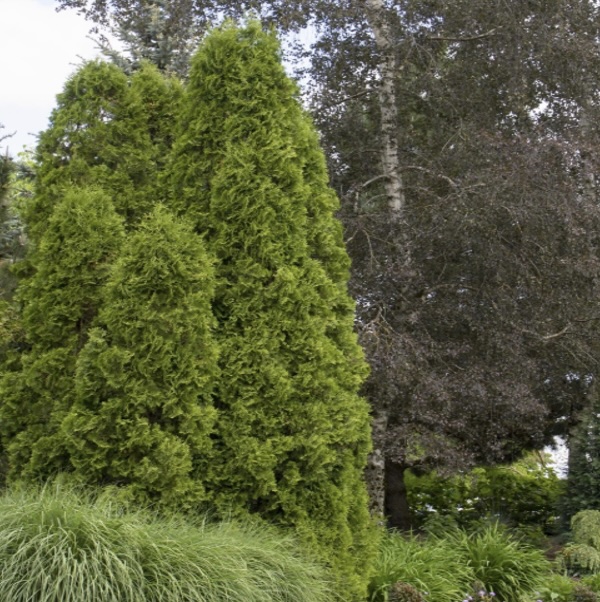 DeGroot�s Spire Arborvitae 10G