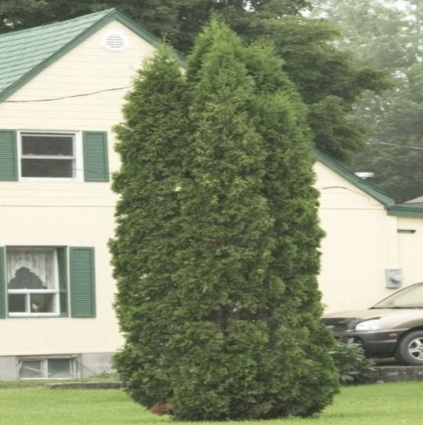 Skybound Arborvitae 6'