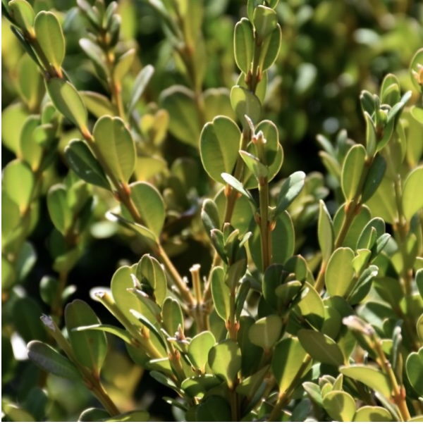 Schmidt Boxwood 5G