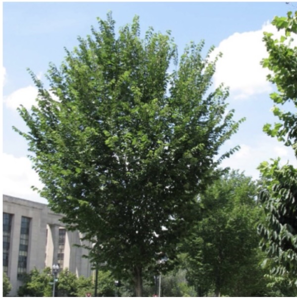 Princeton Elm 7G