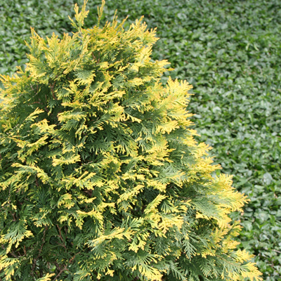 Sunkist Arborvitae 3-5G