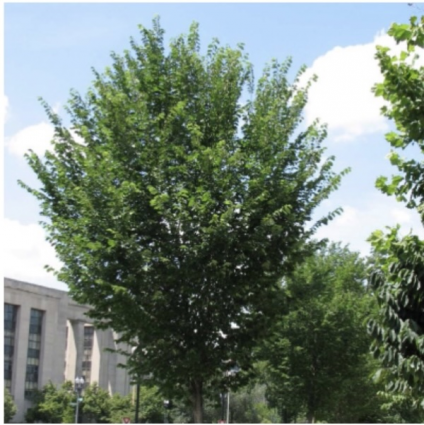 Princeton Elm 7G