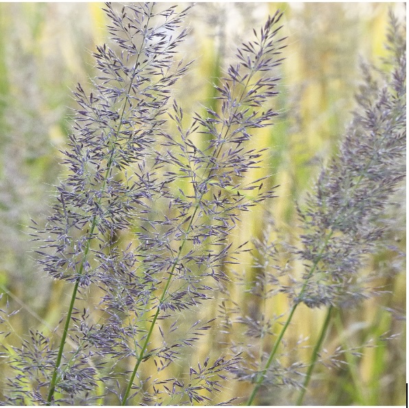 Korean Feather Reed Grass 1G