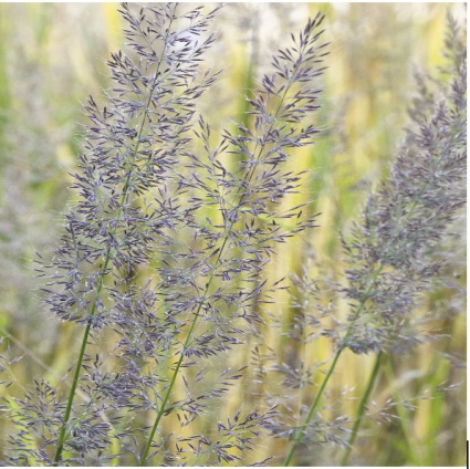 Korean Feather Reed Grass 1G