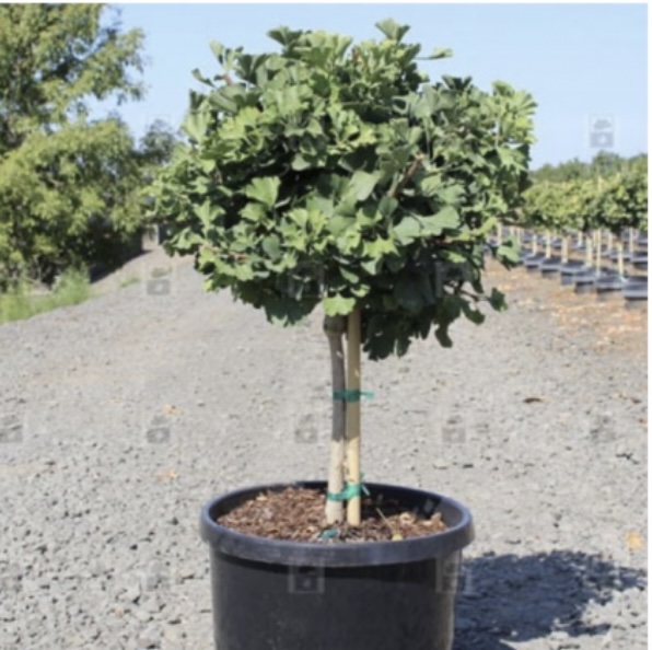 Mariken Standard Ginkgo 7G