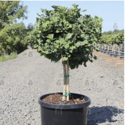 Mariken Standard Ginkgo 7G
