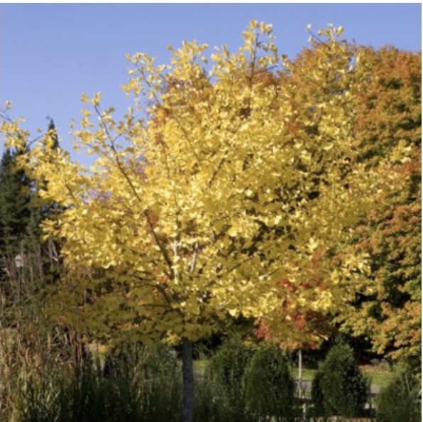Autumn Gold Ginkgo 15G