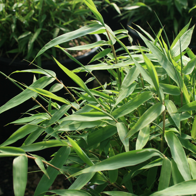 BAMBOO, FARGESIA RUFA 2 GALLON