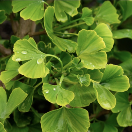 Jade Butterfly Ginkgo 6-7G