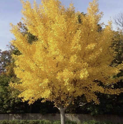 Presidential Gold Ginkgo 15G