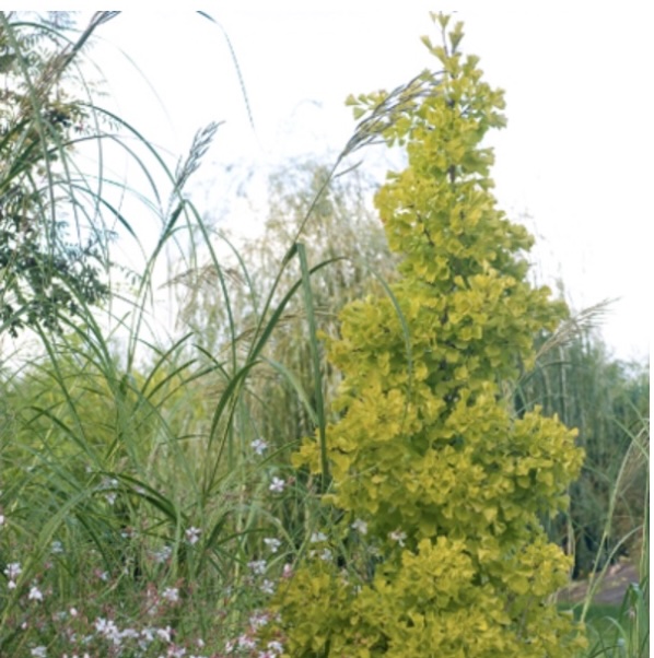 Princeton Sentry Ginkgo 15G