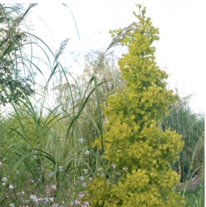 Princeton Sentry Ginkgo 15G