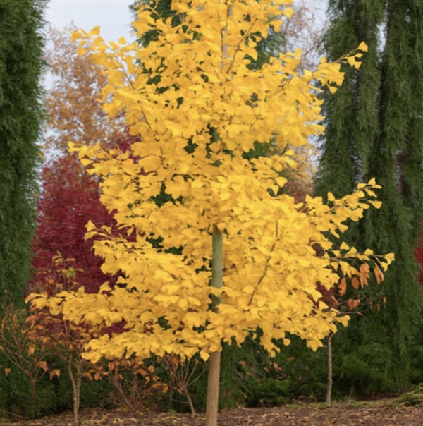 Saratoga Ginkgo 10G