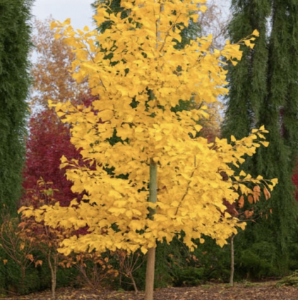 Saratoga Ginkgo 10G