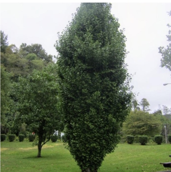 Sky Tower Ginkgo 1.5"