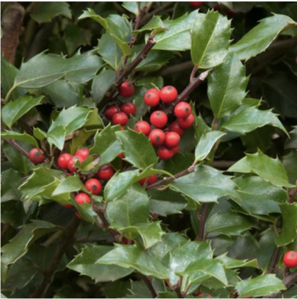 Blue Girl Holly 3-5G