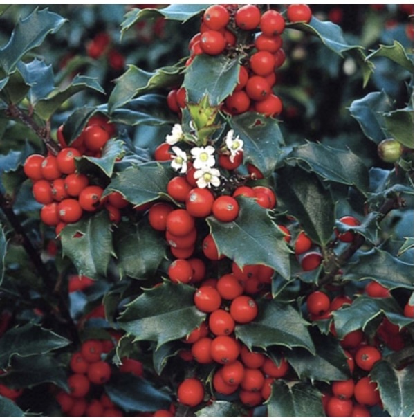 Blue Princess Holly 30"