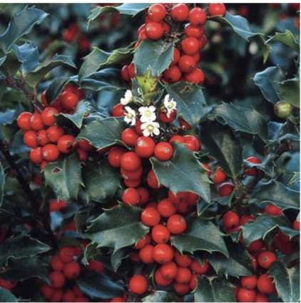 Blue Princess Holly 30"