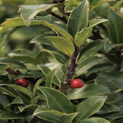 LittleOne&reg; Blue Holly 1G