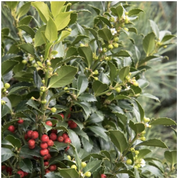 Castle Spire Holly 5'