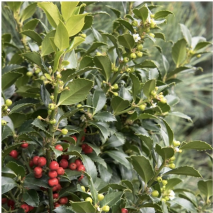 Castle Spire Holly 5'