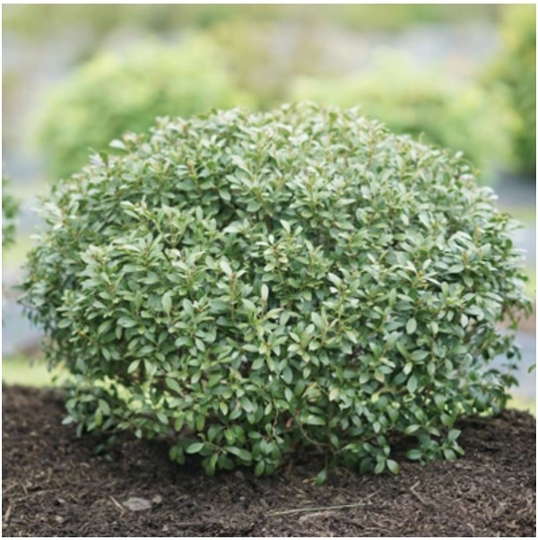 Squeeze Box Inkberry Holly 2G