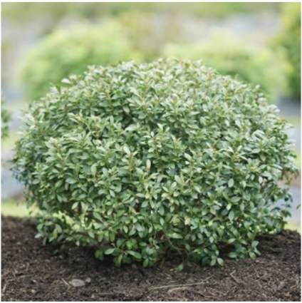 Squeeze Box Inkberry Holly 2G