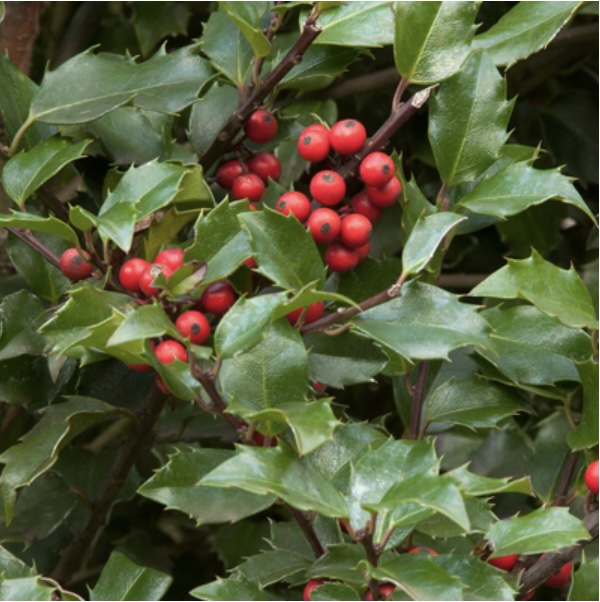 Berri Magic Kids Holly 2G