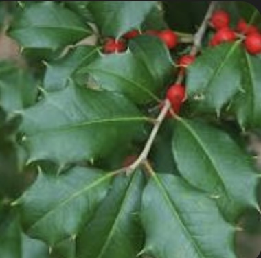 Greenleaf American Holly 7G