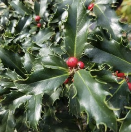 Mademoiselle Holly 3'