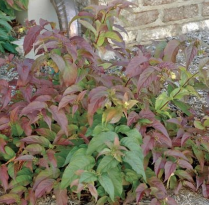 Polar Bear Honeysuckle 2G