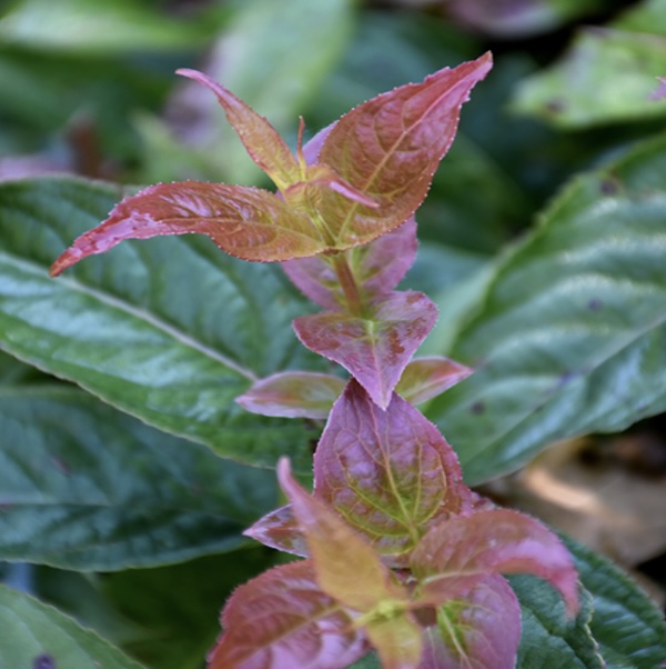 Polar Flare Honeysuckle 2G