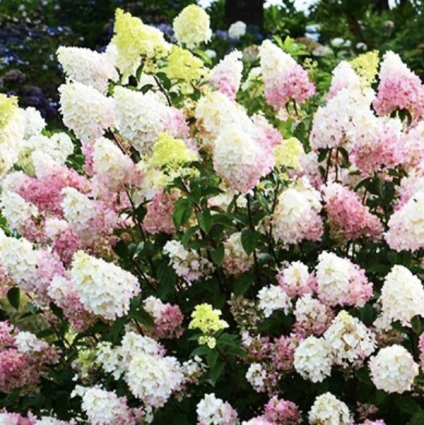 Strawberry Sundae Hydrangea 7G