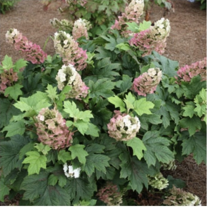 Jetstream Oakleaf Hydrangea 2G