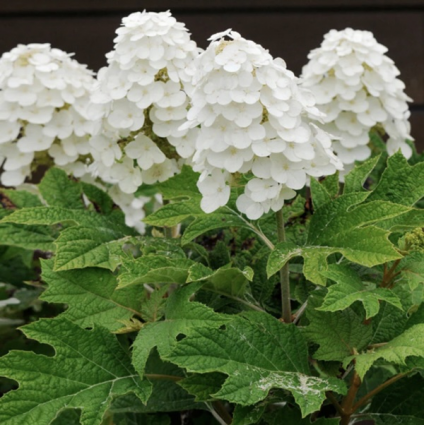 Alice Oakleaf Hydrangea 7G