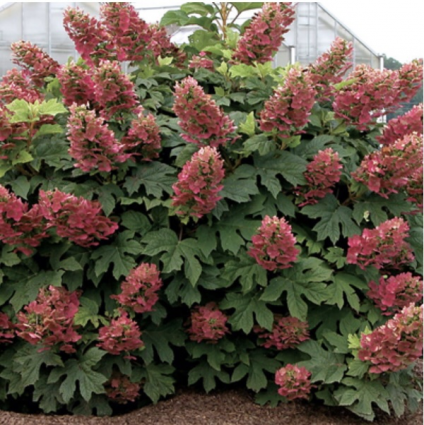 Ruby Slippers Oakleaf Hydrangea 2G