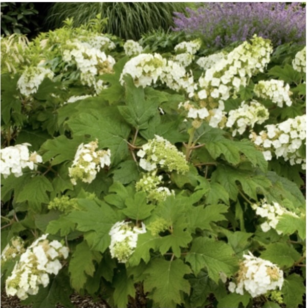 Snow Queen Oakleaf Hydrangea 7G