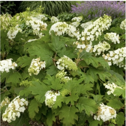 Snow Queen Oakleaf Hydrangea 7G