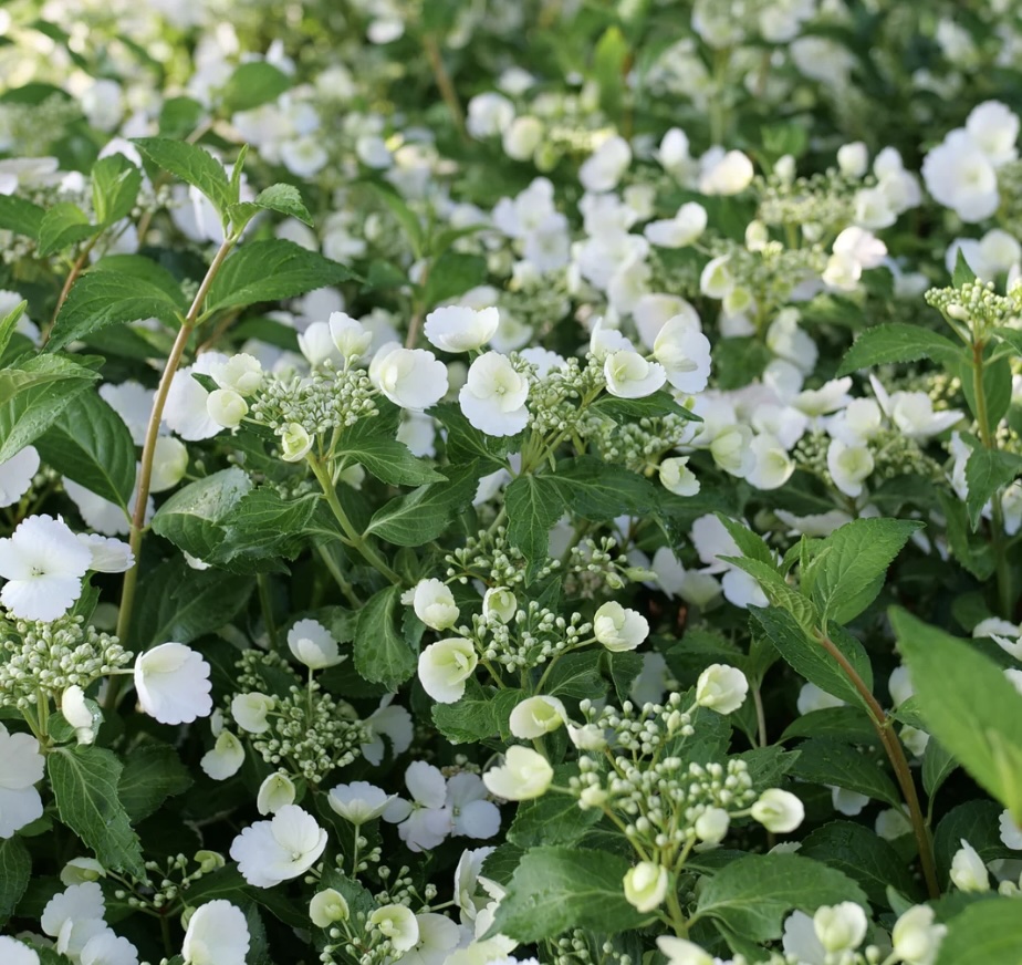 Fairytrail Bride&reg; Cascade Hydrangea 2G