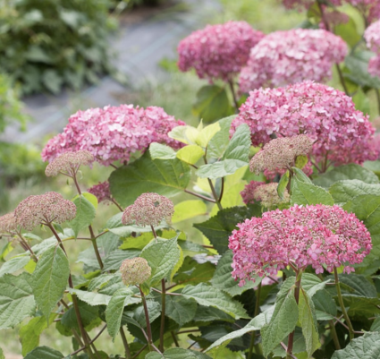 Invincibelle&reg; Spirit II Smooth Hydrangea 5G