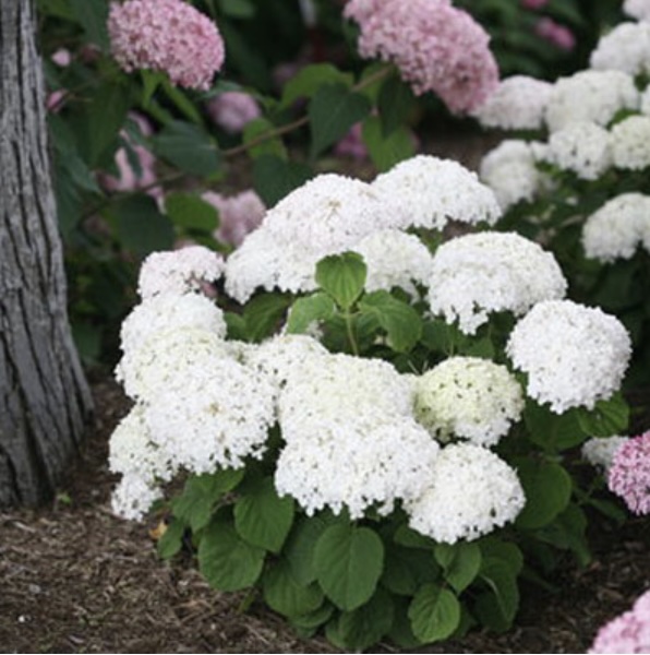 Invincibelle Wee White&reg; Smooth Hydrangea 2G