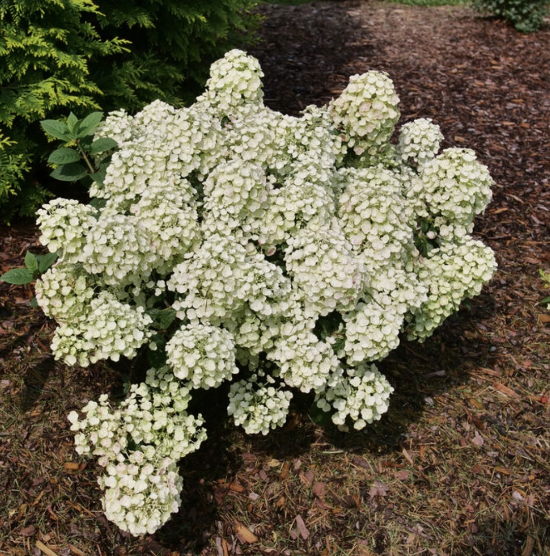 Tiny Quick Fire&reg; Panicle Hydrangea 3-5G