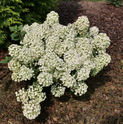 Tiny Quick Fire&reg; Panicle Hydrangea 2G