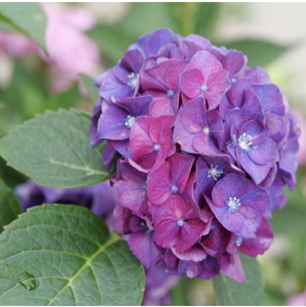Wee Bit Grumpy&reg; Bigleaf Hydrangea 2G