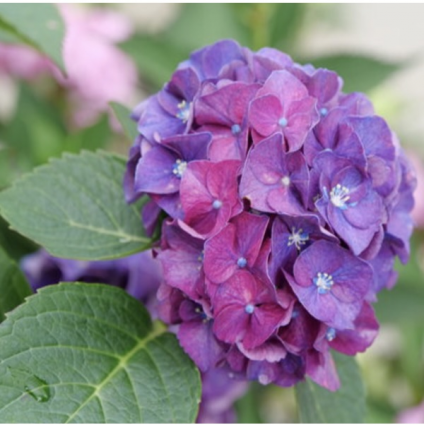 Wee Bit Grumpy&reg; Bigleaf Hydrangea 2G